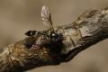 Click to view dioprosopa_clavata_mg_1248_t1.jpg