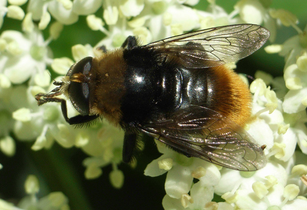 dipterabulbfly.jpg