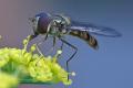 Click to view episyrphus-balteatus-m-late_t1.jpg