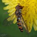 Click to view episyrphus_balteatus_t1.jpg