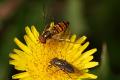 Click to view episyrphusbalteatus_t1.jpg