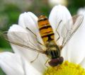 Click to view episyrphusbalteatus_t1_1.jpg