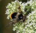 Click to view eriozona-syrphoides_t1.jpg