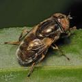 Click to view eristalinus_aeneus_female_t1.jpg
