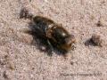 Click to view eristalinus_aeneus_m_t1.jpg
