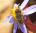 eristalinus_min_t1.jpg