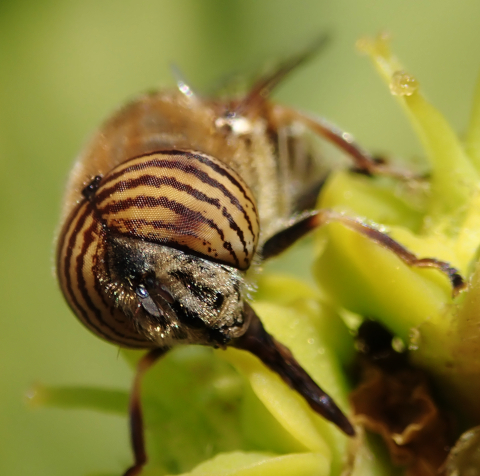 eristalinus_taeniops_1.jpg