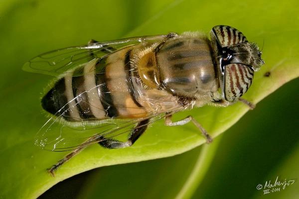 eristalinus_taeniops_.jpg