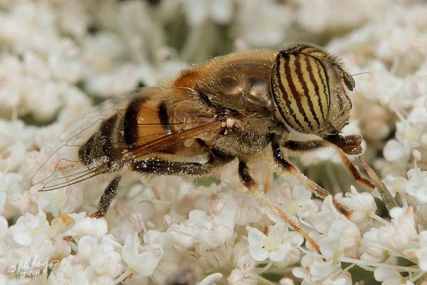 eristalinus_taeniops.jpg