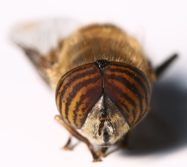 eristalinustaeniops.jpg