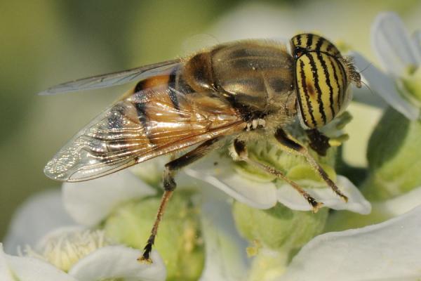 eristalinustaeniops_1.jpg