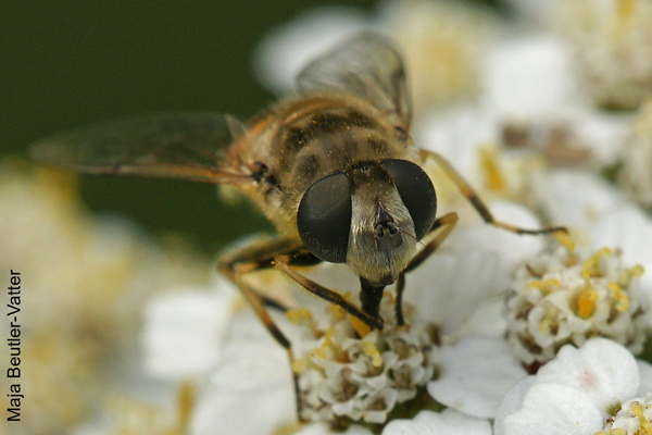 eristalis-arbustorum.jpg