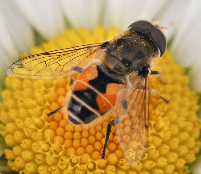 Syrphidae: Eristalis arbustorum (male) (2)