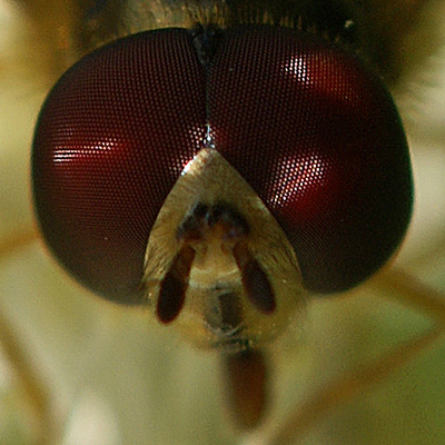 Syrphidae: Eupeodes (Lapposyrphus) lapponicus (male) (2)