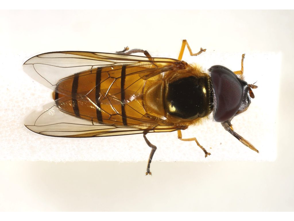 Syrphidae: Asarkina ericetorum ericetorum (male) (1)