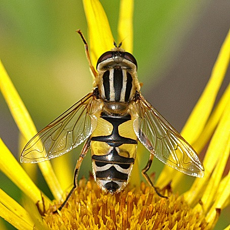 helophilus-trivittatus-w-do.jpg