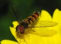 Click to view hoverfly1_t1.jpg
