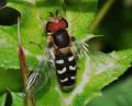 Click to view hoverfly5_t1.jpg