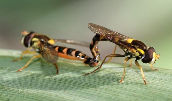 hoverfly_copula.jpg