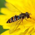 Click to view hoverfly_t1.jpg