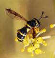 hoverfly_t1_1.jpg