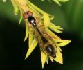 Click to view img_027247bacchaelongata_t1.jpg