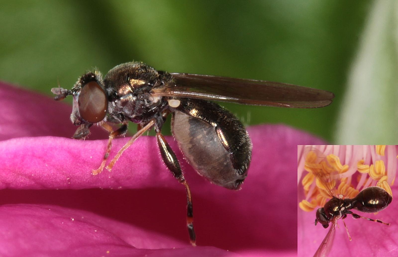 Syrphidae: Neoascia meticulosa (female) (1)