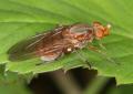 Click to view img_150303brachyopadip1den_t1.jpg