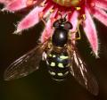 Click to view img_7874_t1.jpg