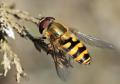 img_9209syrphus_torvus100410chanfro_t1.jpg