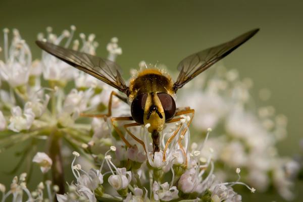 leucozona-glaucia_front.jpg