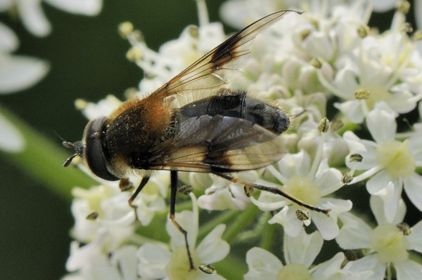 leucozona.jpg