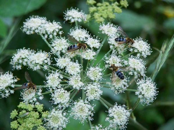 leucozona_glaucia21aug2009germanyseewiesen.jpg