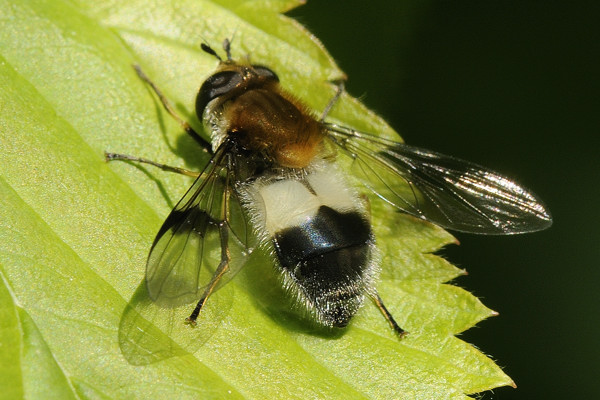 leucozonalucorum.jpg