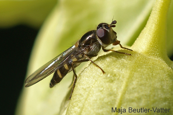 Syrphidae: Melangyna lasiophthalma (female) (3)