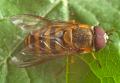 male_syrphus_torvus_t1.jpg