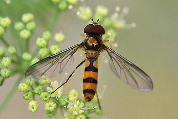 meliscaeva-cinctella-m-pars.jpg