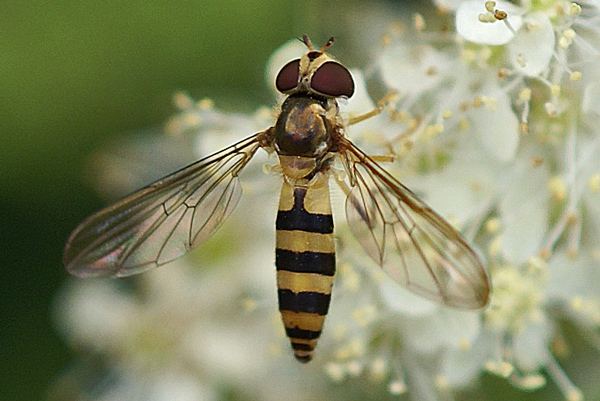 meliscaeva-cinctella-w-fil.jpg