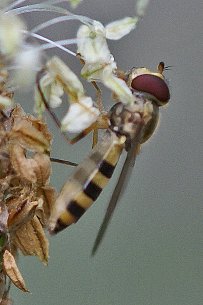 meliscaeva-cinctella-w-pla.jpg