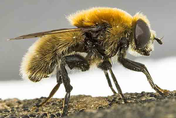 merodon.jpg