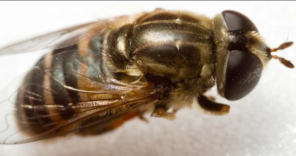 merodon_eques.jpg