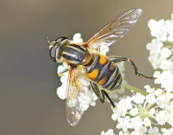 mesembrius_peregrinus_female.jpg