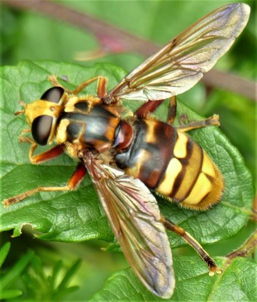 milesia_crabroniformis_female_gmh.jpg