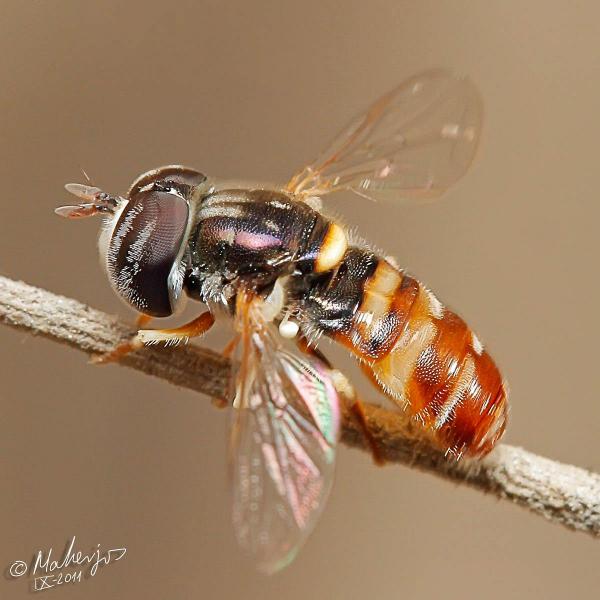 paragus_quadrifasciatus_sp.jpg