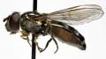 platycheirus_albimanus_f_jf09-0624_t1.jpg