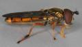 platycheirus_fulviventris_t1.jpg