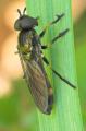 platycheirus_granditarsus_20090524_worfolk1_t1.jpg