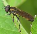 platycheirus_granditarsus_20090524_worfolk2_t1.jpg