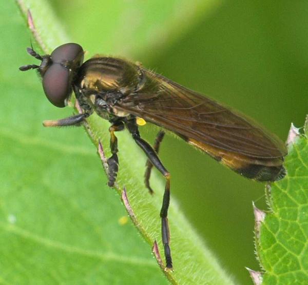 platycheirus_granditarsus_20090524_worfolk2.jpg