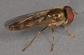 platycheirus_scutatus_t1.jpg